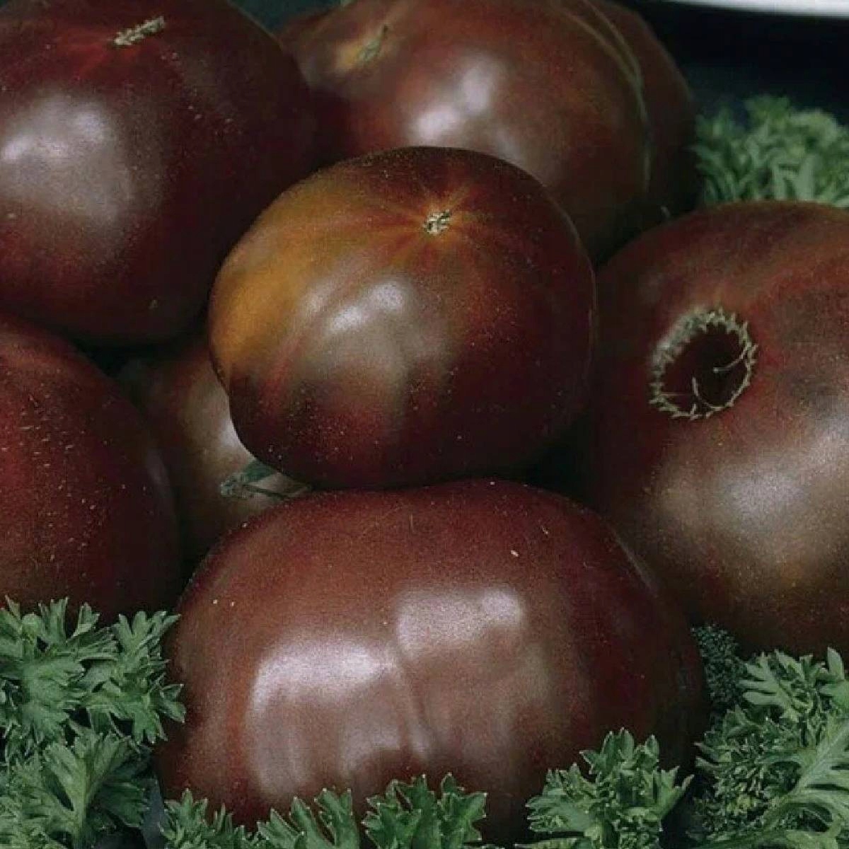 Big Sacher čokoládová paradajka 8 semien MEGA odolné semená VEGAN